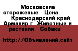 Московские сторожевые › Цена ­ 10 000 - Краснодарский край, Армавир г. Животные и растения » Собаки   